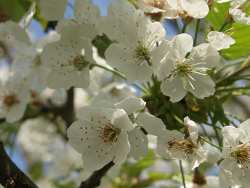 Kirschbl&uuml;te